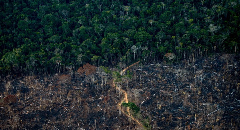 В Бразилии сокращается темпы вырубки лесов Амазонии.